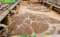 Sự cố bùn vi sinh dễ mắc phải